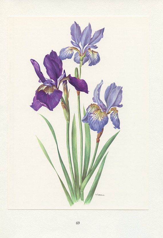 Vintage Poster With Three Irises Stock Illustration - Download