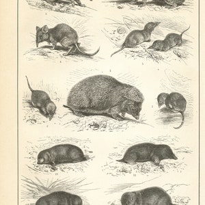 1890 Antique rodent engraving for animal wall decor. Small black  & white German print lithograph. Hedgehog mole mouse rat fox gift
