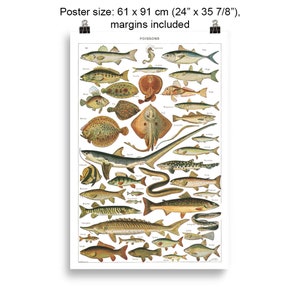 EU sizes Large fish poster. Vintage style fish chart for kitchen decor. Fisherman gift for teacher. Chef cook restaurant shop home decor cm