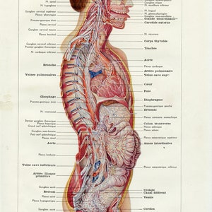 BRain print from 1924 Antique anatomy print Vintage medical print Nerves Medical decor Medical gift Heart gift for doctor Office decor