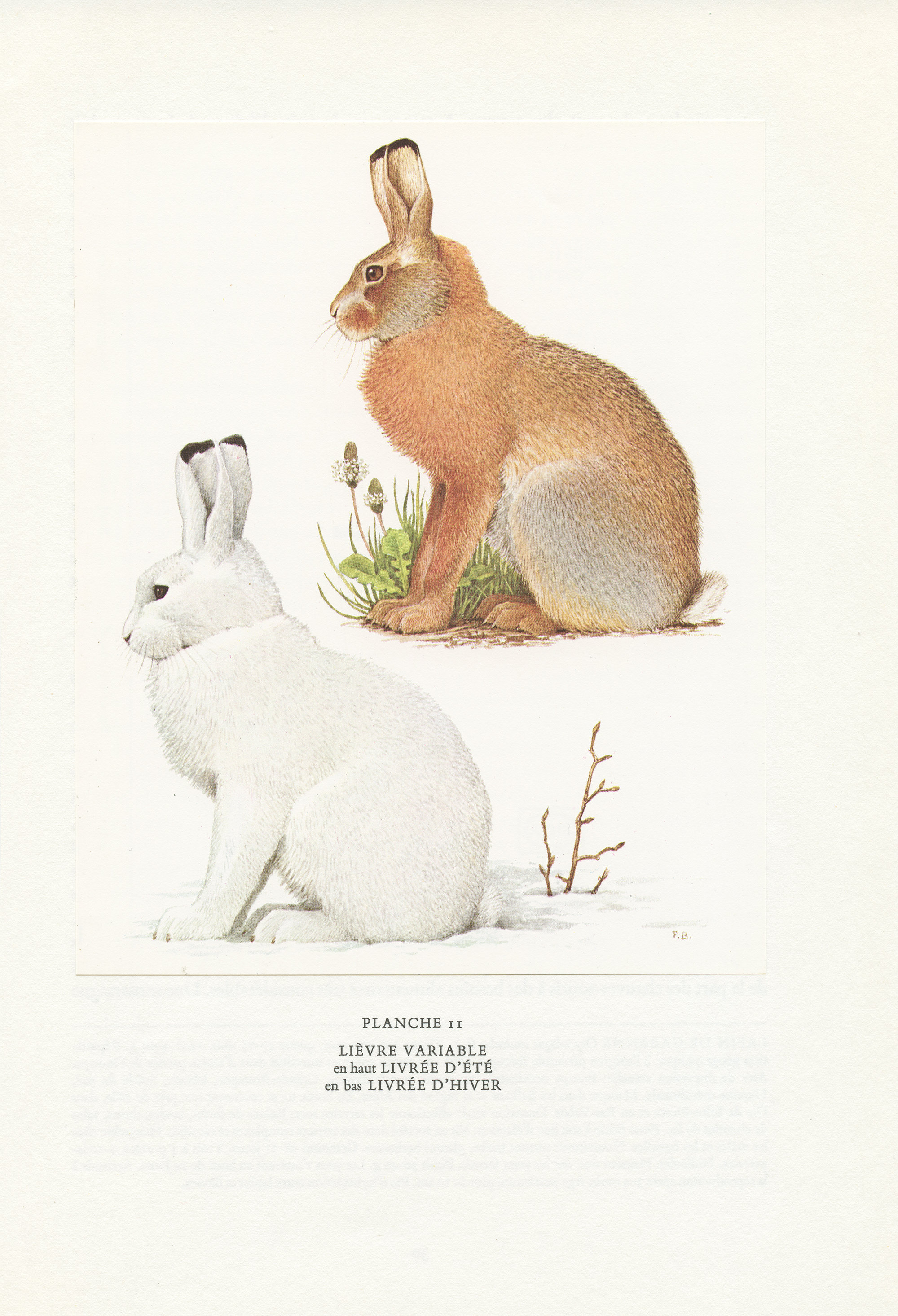 Lièvre Variable - 1970 Illustration Vintage de Lapins Aquarelle d'animaux Déco Salle Classe Chambre 