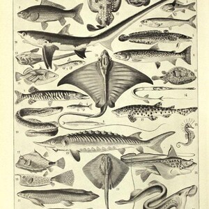 Fish poster 1936 Vintage fish print Vintage kitchen decor Fish decor Fish art Coastal decor Beach art Beach decor fisherman gift image 3