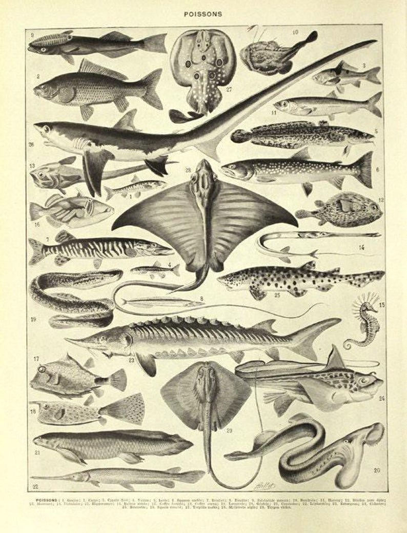 Fish poster 1936 Vintage fish print Vintage kitchen decor Fish decor Fish art Coastal decor Beach art Beach decor fisherman gift image 3