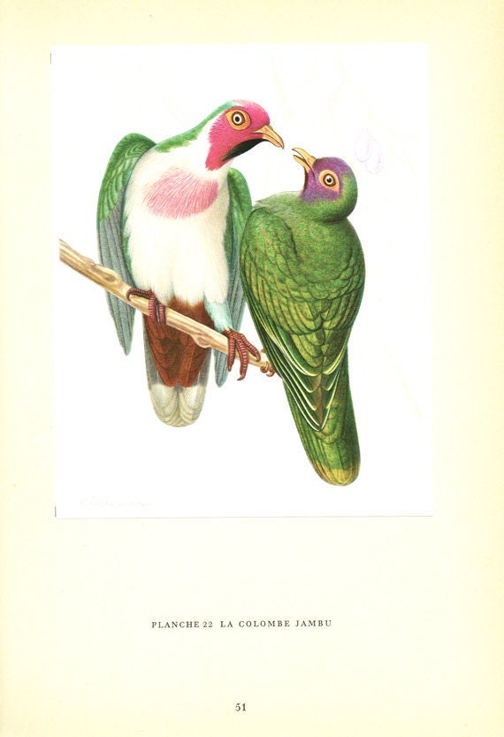 1961 Illustration d'oiseaux Vintage Poster de Colombe Jambu d'oiseau Image Déco Oiseau Cadeau Ornith