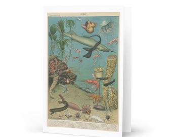 Marine Biology Greeting card 1897 Vintage Deep Sea Oceanography re-print for coastal animals sea life. Biology teacher gift dark academia