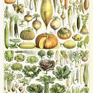 1897 Vintage kitchen decor Vegetable poster Antique botanical print Vegetable art Botanical art French country decor kitchen wall hanging