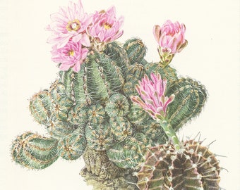 1954 Illustration de cactus roses vintage Gymnocalycium  Cadeau plantes Art botanique Déco nature Cadeau botaniste Peinture de cactus