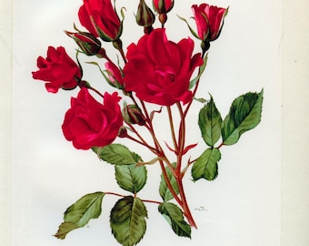 1962 Red Holstein Rose print for Vintage Botanical floral home decor. Romantic French country cottagecore granny chic stylish poster
