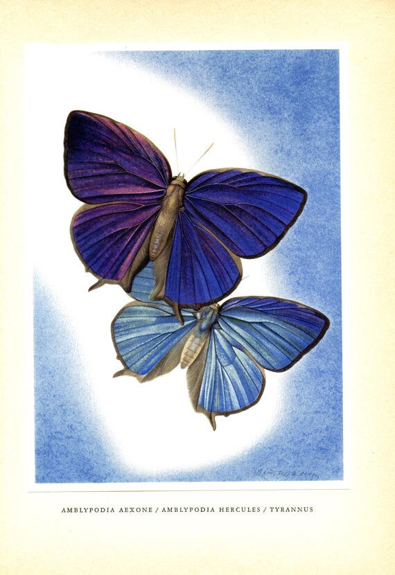 1950 Illustration de Papillon Vintage Papillon Bleu Poster Violet Reproduction d'aquarelle Ancienne