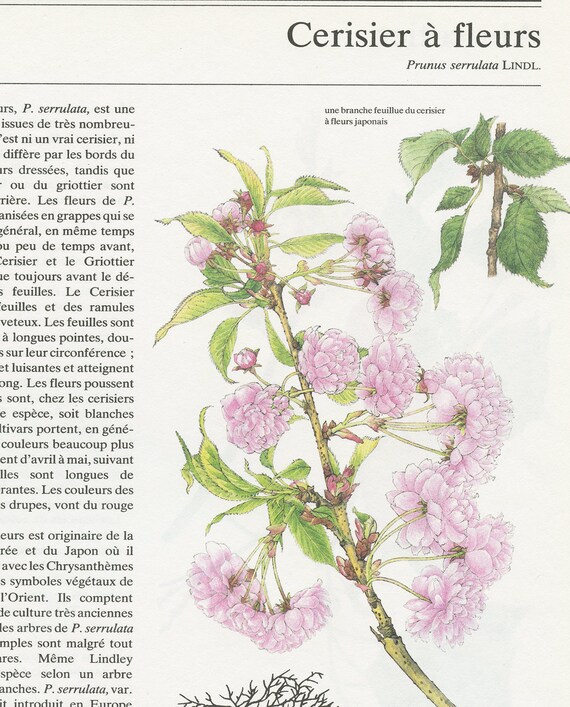 Apricot Tree Print From 1984 Vintage Fruit Trees Art Cherry Blossom Tree Botanical Wall Art Garden Tree Art Gardener Gift Decor Sakura