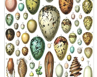 Eggs poster, 1936 Vintage eggs print, Egg decor, Retro egg art, Egg gift, Chicken gift, ornithology gift, Retro kitchen decor, rustic decor