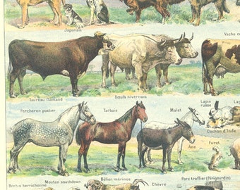 Chevaux 1922 Illustration d'animaux domestiques Cadeau fermier Cadeau paysan chiens chevaux poules page de dictionnaire, planche faune