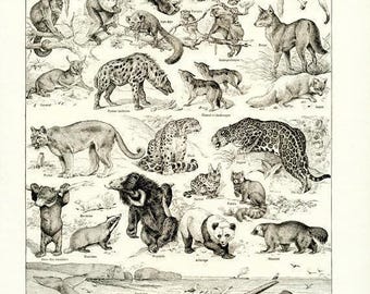 1948 Vintage Animal Art French Wall Wildlife Art. Antique Mammals