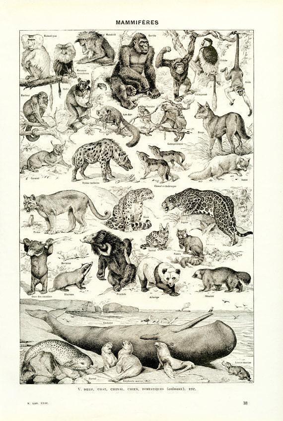 1948 Vintage Animal Art French Wall Wildlife Art. Antique Mammals