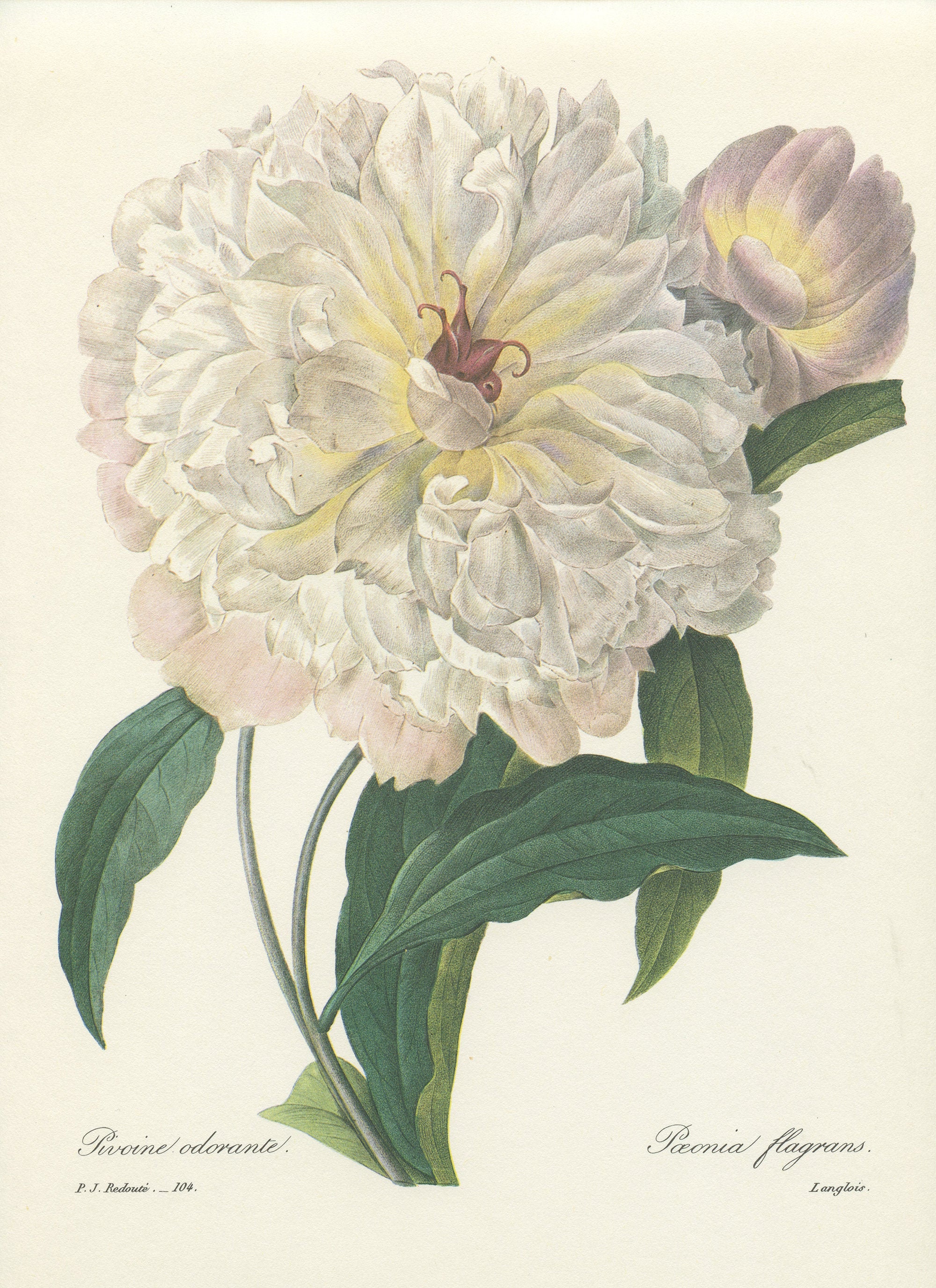 1986 Illustration Botanique de Pivoine Blanche. Peinture Redouté. Déco Florale Cuisine Vintage Poste