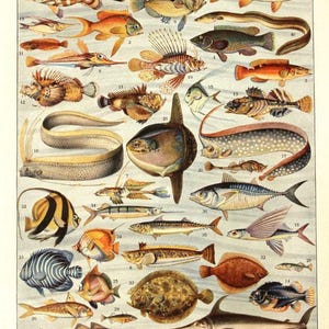 Fish poster 1936 Vintage fish print Vintage kitchen decor Fish decor Fish art Coastal decor Beach art Beach decor fisherman gift image 1