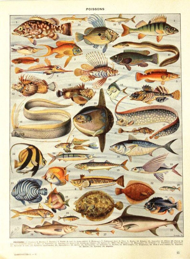 Fish poster 1936 Vintage fish print Vintage kitchen decor Fish decor Fish art Coastal decor Beach art Beach decor fisherman gift image 1