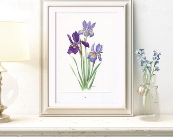 Purple Siberia Iris Flower Wall Decor- 1964 Vintage Botanical Art