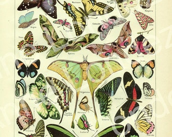 1908 Illustration de papillons vintage Image insectes page de dictionnaire français Cadeau papillons Deco papillon Décoration biologie