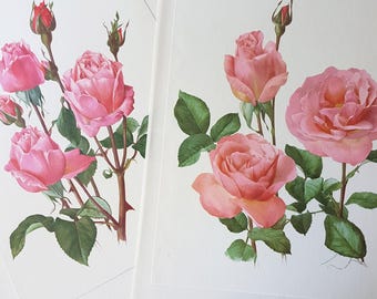 1962 Set of 2 Pink Roses art Queen Elizabeth + Tiffany Vintage Botanical prints. Cottagecore French Country Floral home decor small posters
