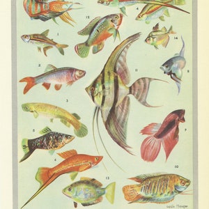1949 Tropical aquarium fish print. Antique fish poster. Small marine decor. Animal art for beach decor. Coastal Sea nautical biology