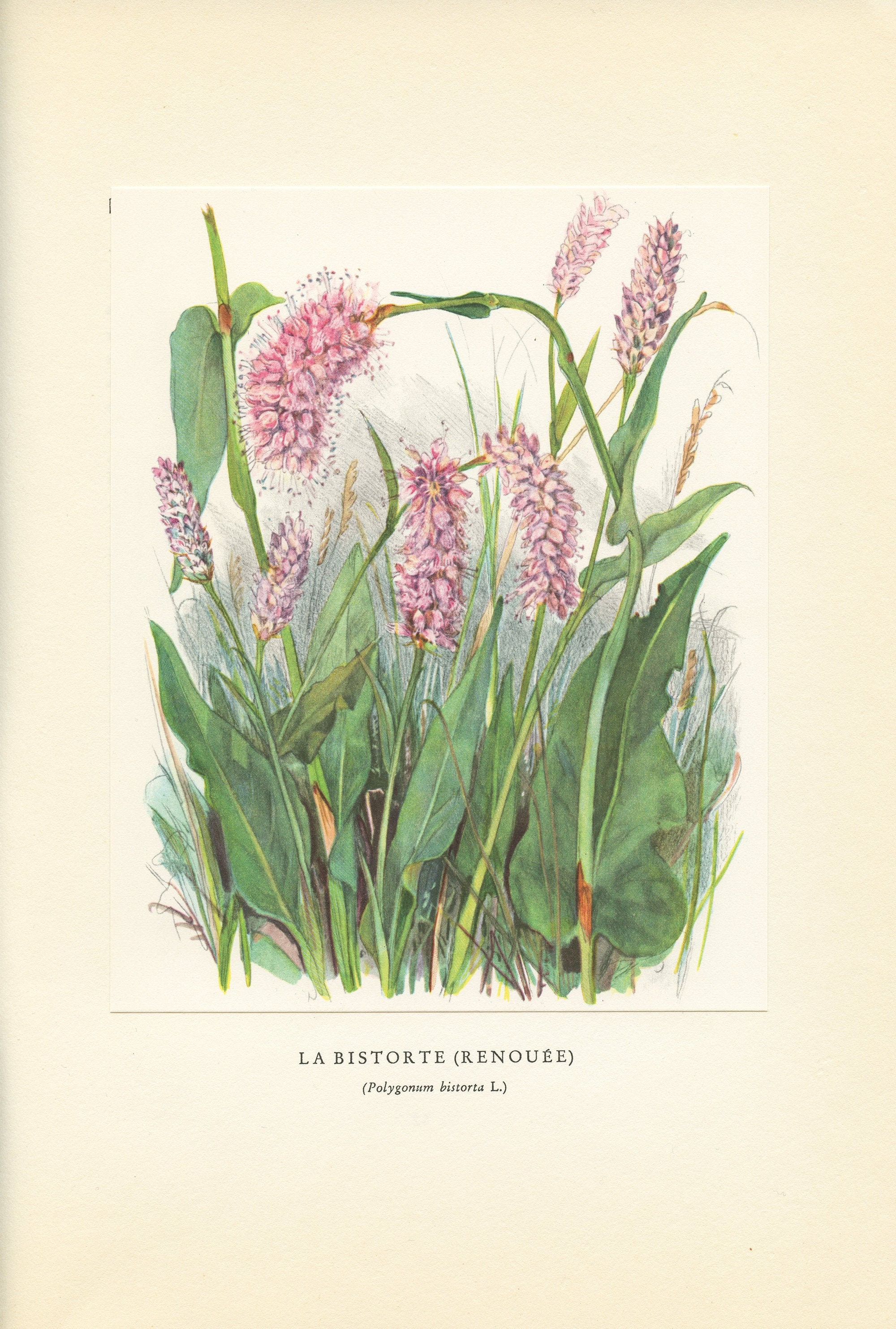 Illustration de Bistorte Renouée Rose 1959 Vintage. Petite Affiche Fleurs Sauvages. Polygonum Bistor