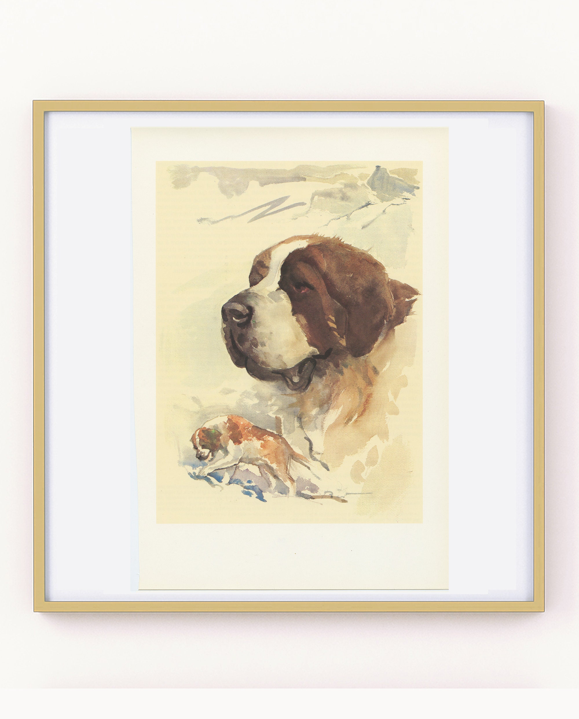 Saint Bernard à Poils Courts Vintage 1975 Illustration de Grand Chien. Petite Affiche Chien Sauvetag