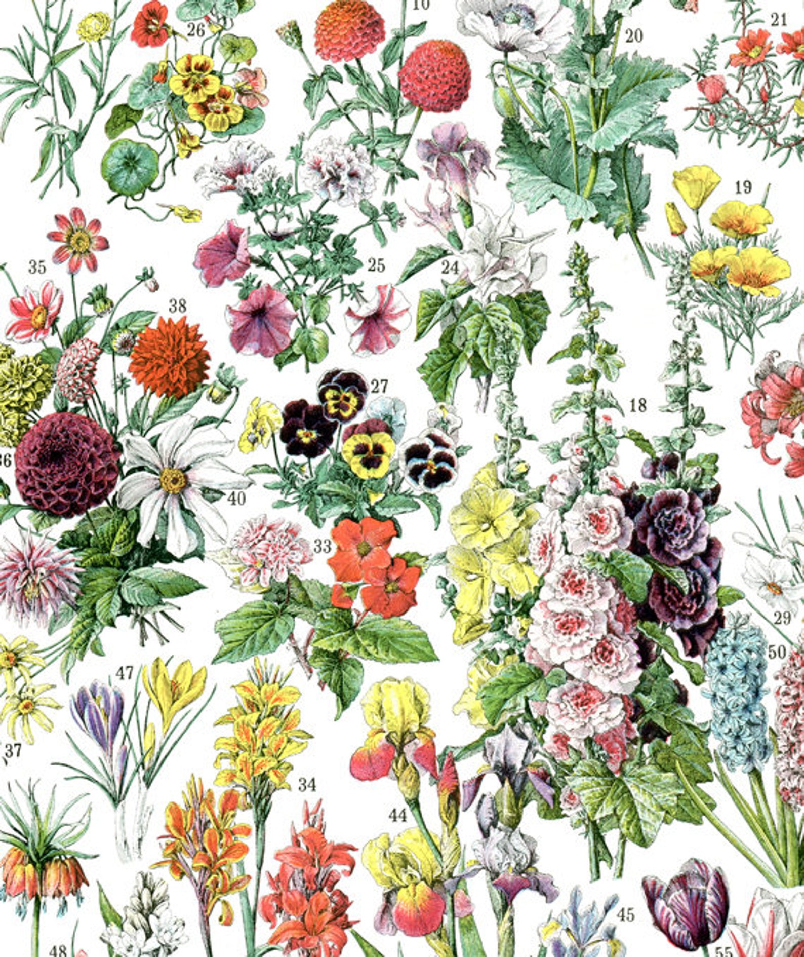 Botanical poster 1936 Vintage Annual flowers print botanical Etsy