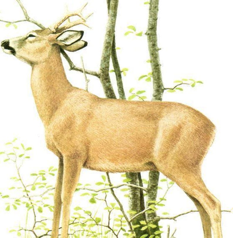 1970 Vintage Roe Deer Poster Forest Animal Art Roe Poster French Print ...