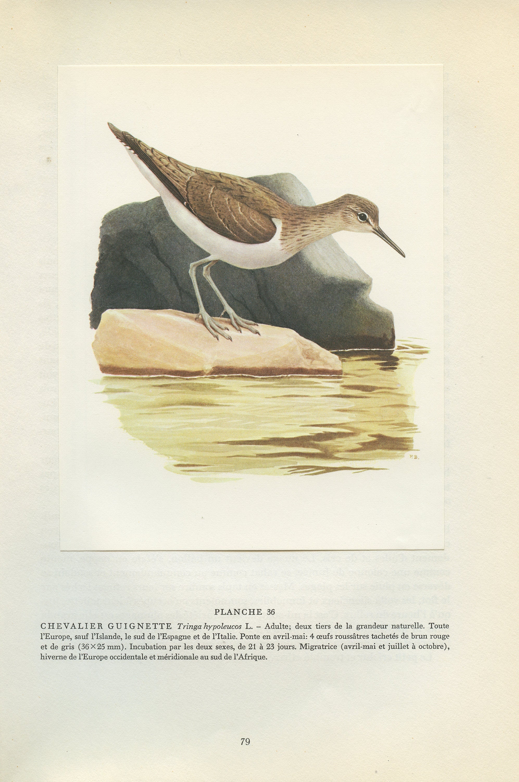 1962 sandpiper bird print for Vintage coastal aesthetic wading bird wall decor. Unframed ornithology gifts for nerds. Palearctic shorebird