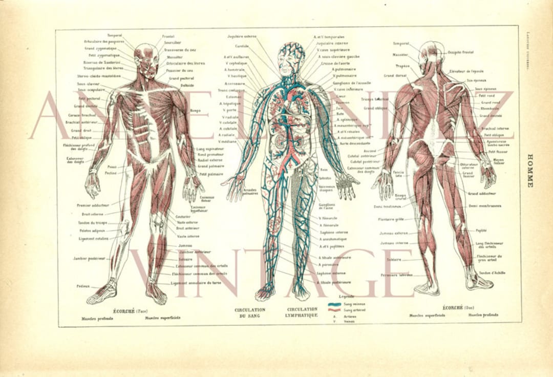 Anatomy Print 1922 Vintage Gift for Doctors Human Body Poster Small ...