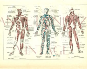 Anatomy print 1922 Vintage gift for doctors human body poster Small anatomy poster Medical print French dictionary page biology skeleton