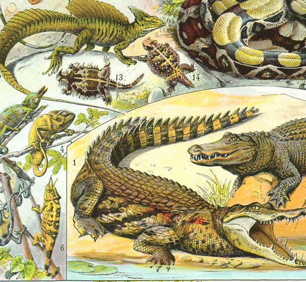1936 Vintage Reptile Poster Vintage Snake Art Reptile Print