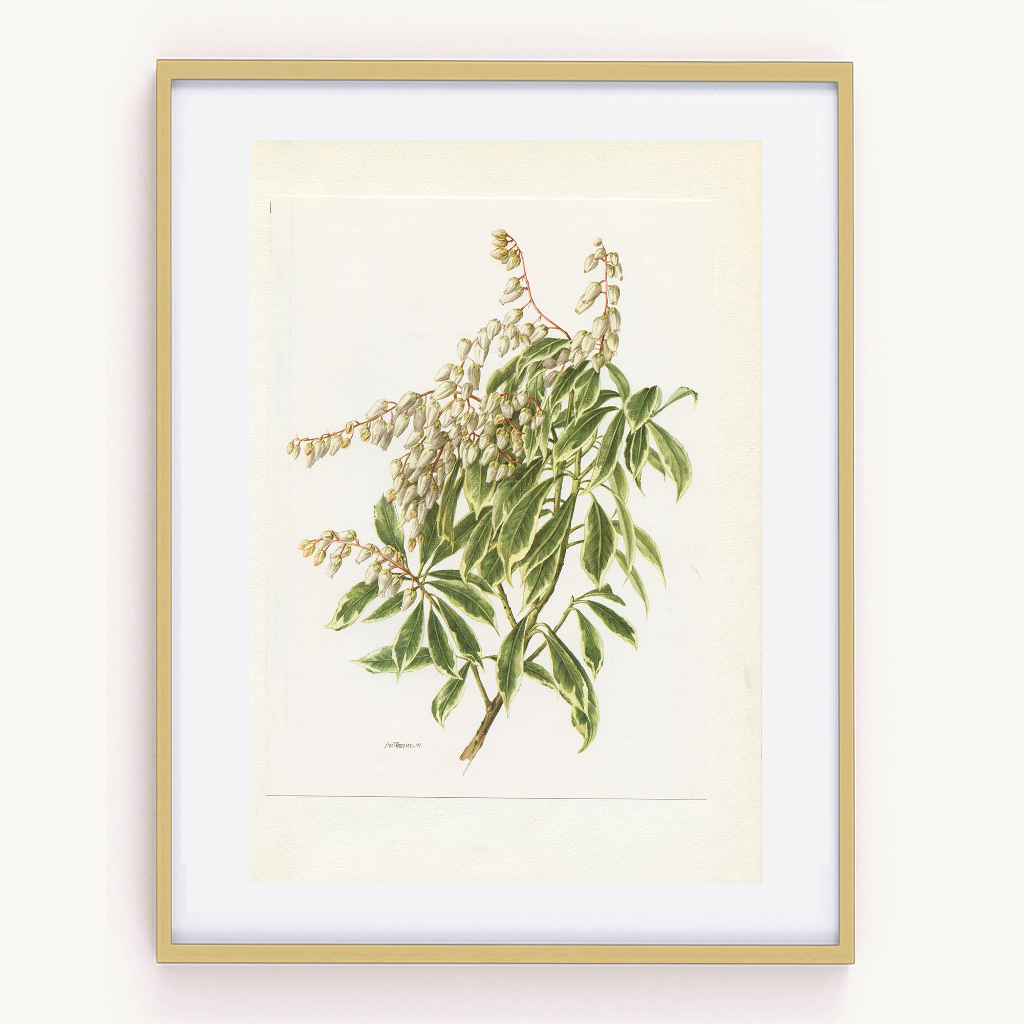 1972 Illustration Botanique Vintage de Pieris Japonica. Poster Fleurs Blanches Décoration Deco Flora