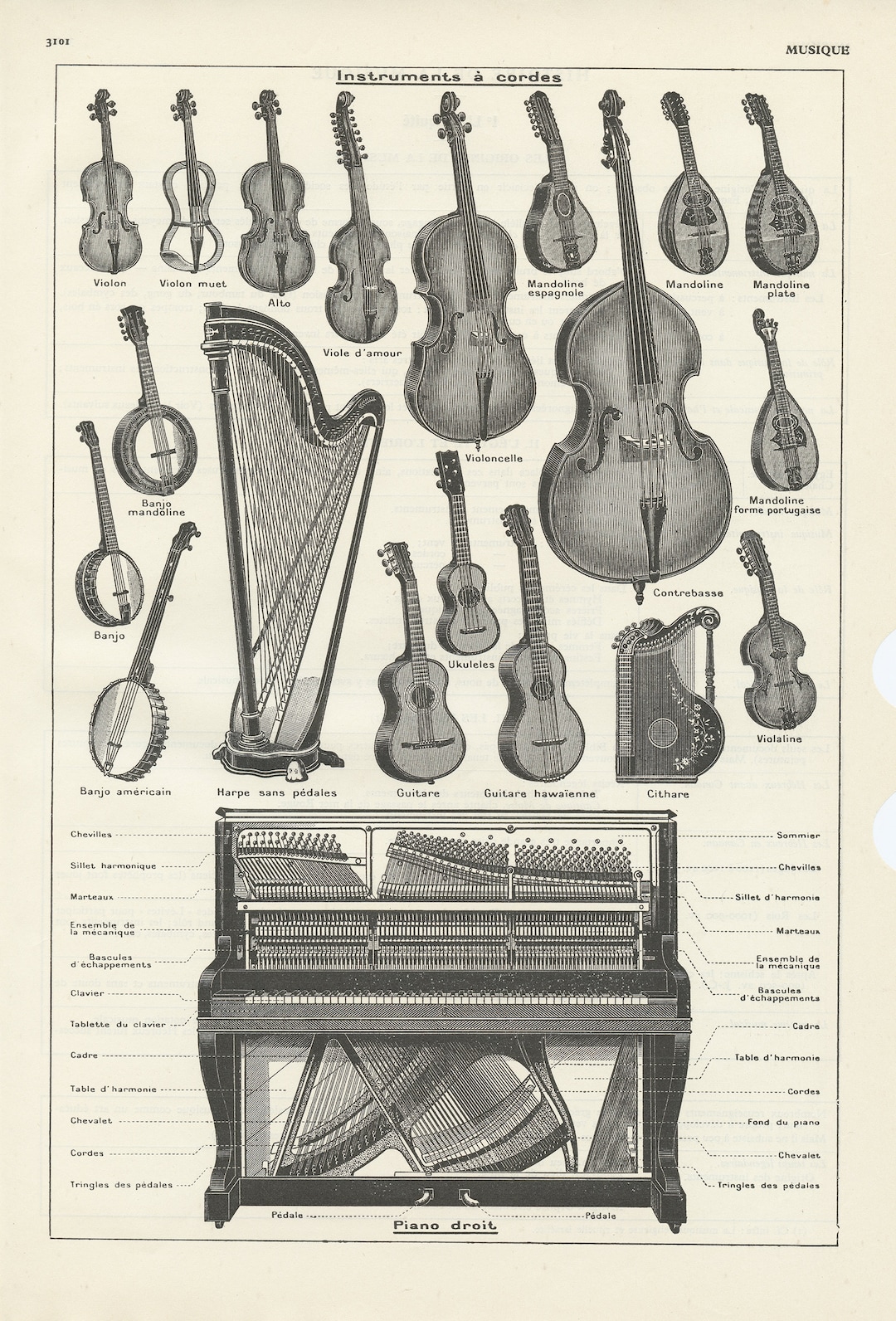 Antique Musical Instruments Print From 1938. Piano Strings Viola