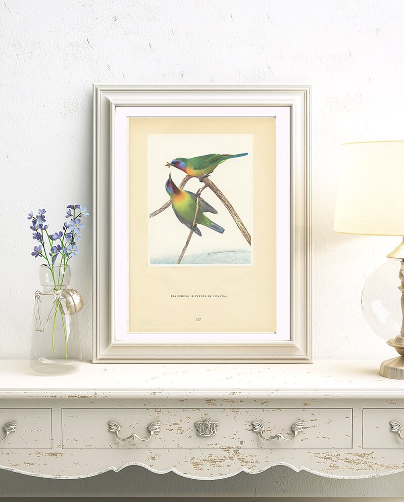 Illustration de Verdin Sumatra 1961 Vintage. Illustration Rétro d'oiseau Tropical. Décoration Oiseau