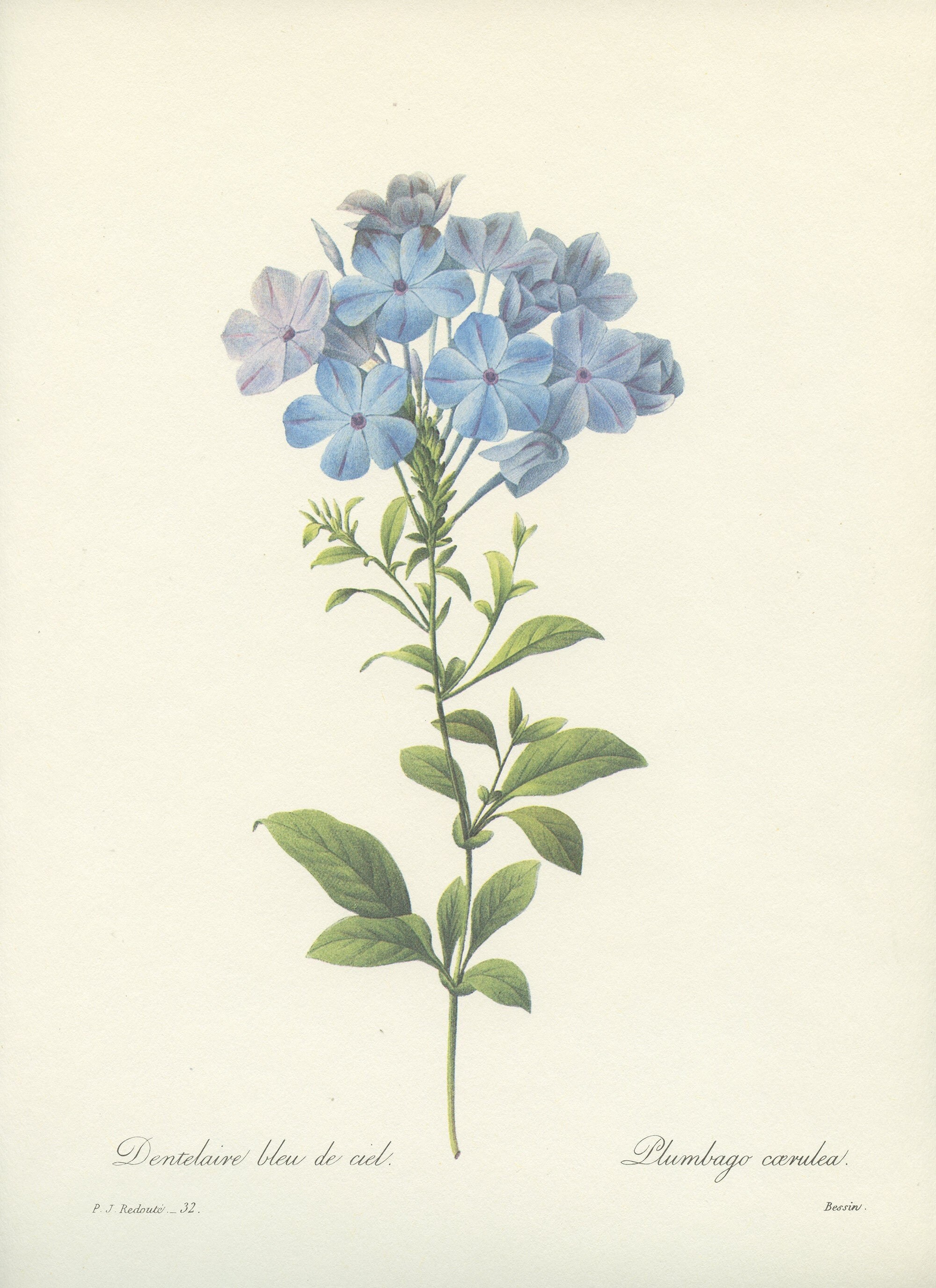 1986 Illustration Botanique de Dentelaire Bleu Ciel Par Pierre-Joseph Redouté. Deco Florale Cuisine 