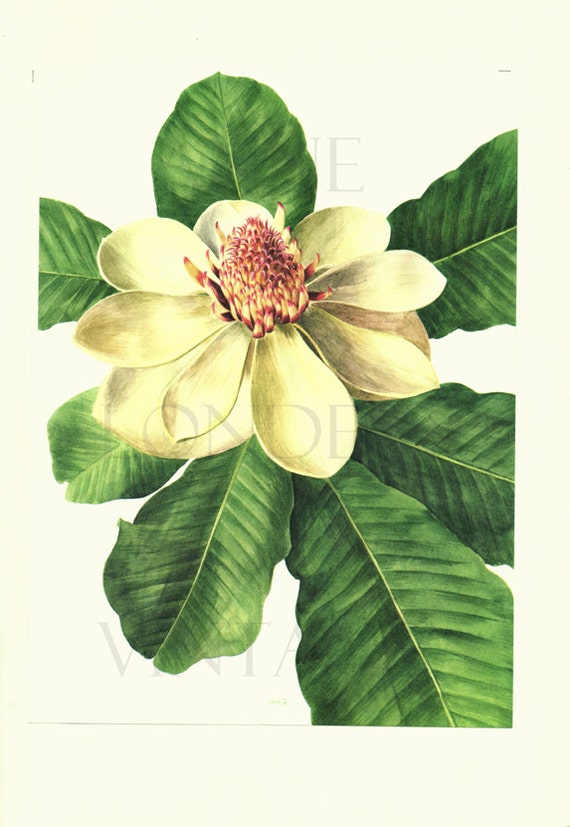 1972 French botanical art Vintage clematis poster Floral prints Vintage botanical poster Purple flowers illustration Purple flower poster