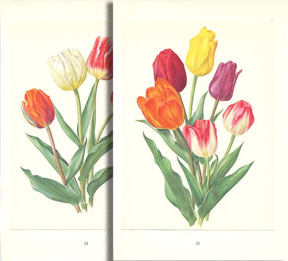 Set of 2 tulip botanical prints from 1964. Vintage tulips | Etsy