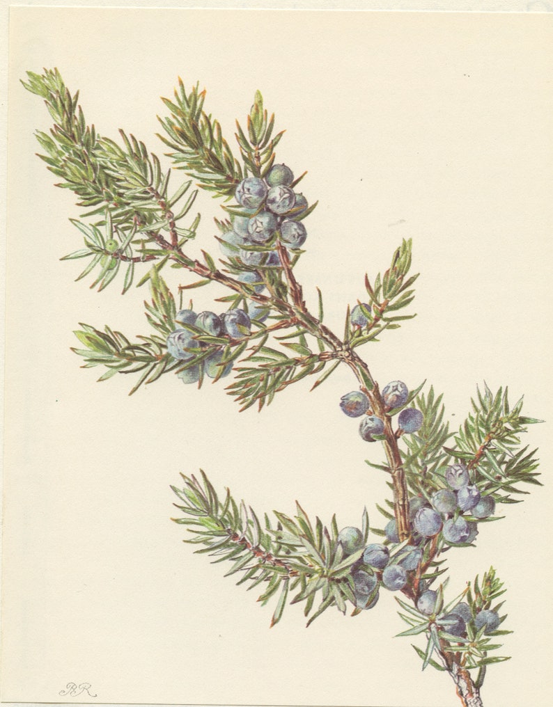 Common Juniper botanical print with berries from 1959. Vintage Etsy