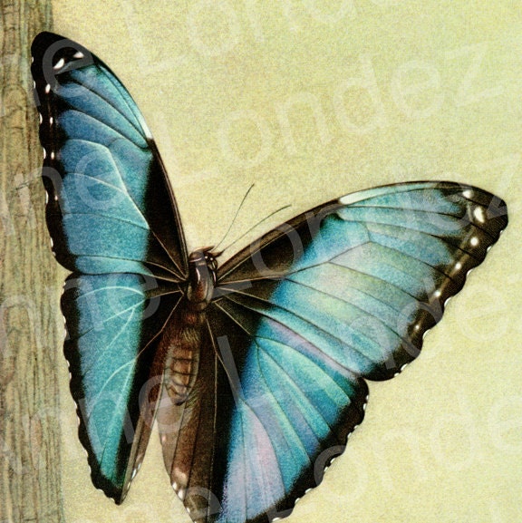 1950 Illustration de Papillon Vintage Papillon Tropical Bleu Deco Morpho Patroclus Papirius