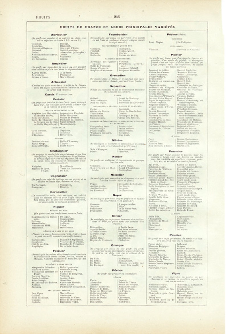 Fruits chart antique from 1922 Fruit botanical print. Fruits French dictionary page. Small flora illustration 1920s. Fruits poster image 4