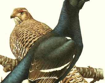 1960 Black Grouse Poster for Cabincore Vintage Bird Wall Home