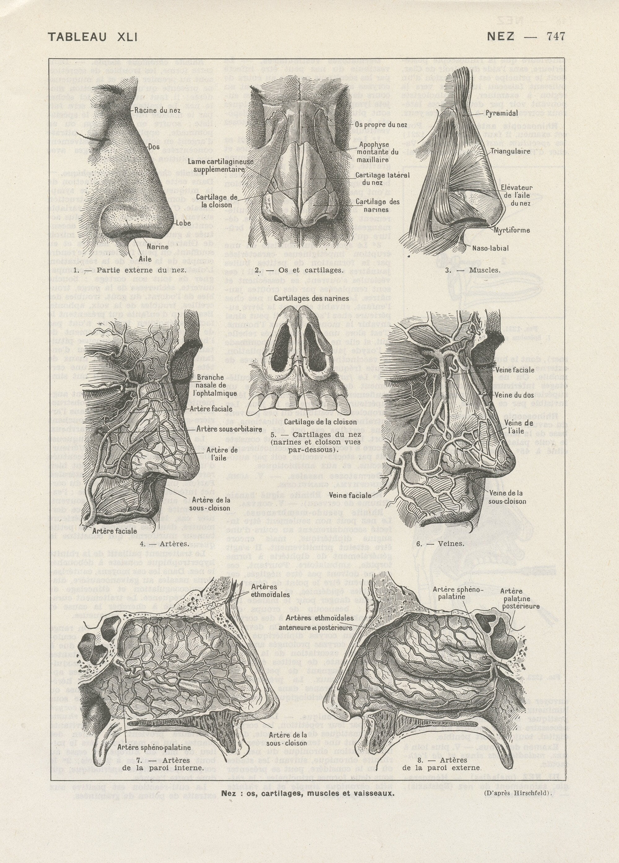 Gravure Anatomique Du Ez Humain Vintage 1962. Illustration Médicale. Décoration Murale Cadeau Pour D