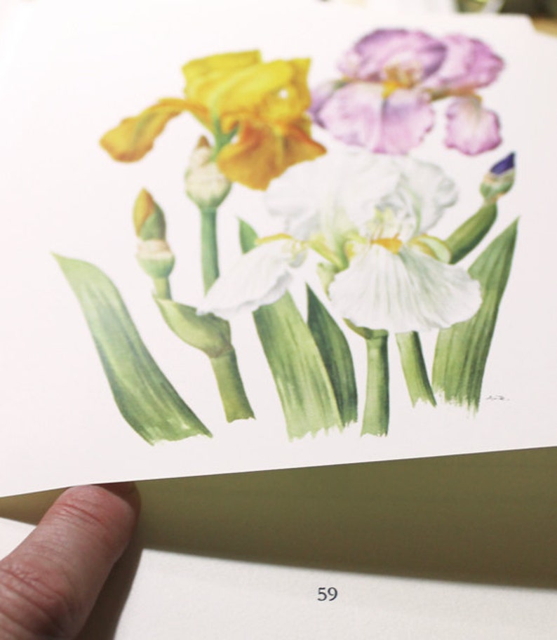 Double Tulip Wall Art Print 1964 Vintage Tulip Botanical Etsy