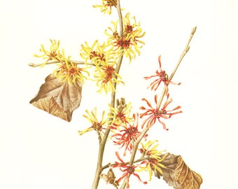 1972 Illustration d'Hamamelis. Aquarelle botanique art botanique. llustration florale fleurs rouges fleurs jaunes