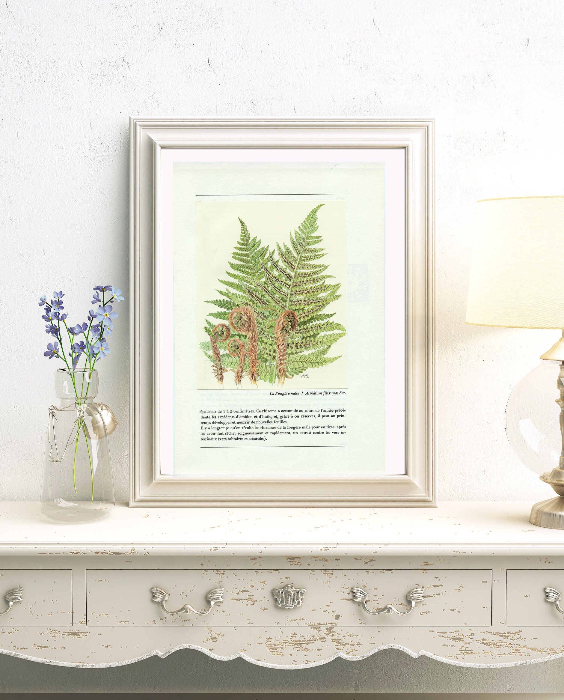 Illustration de Fougère Mâle 1959. Petite Affiche Plante Dryopteris Filix. Décoration Botanique Bure