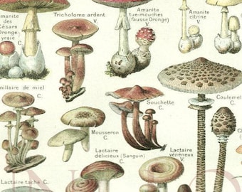 Mushroom poster, 1948 Vintage mushroom print, botanical wall art Botanical art Mushroom art Kitchen decor Mushroom gift Mushroom decor
