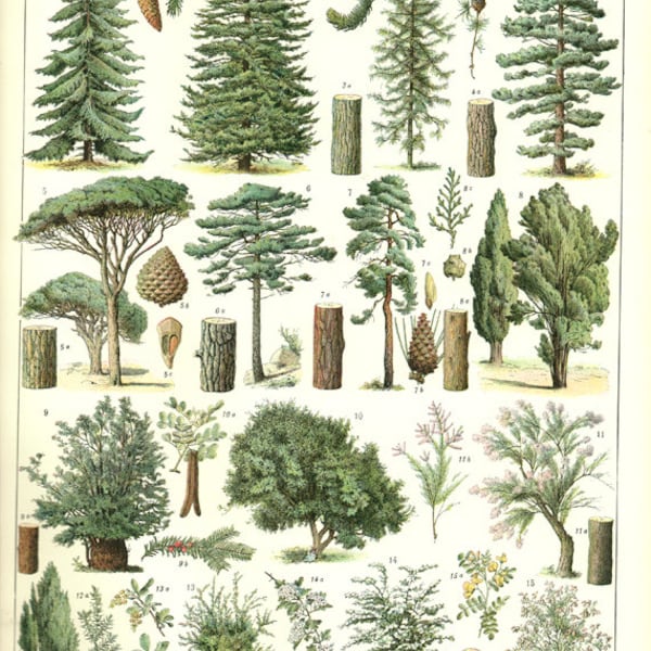 Tree poster, 1936 Vintage botanical poster Botanical art Pine Tree print Pine Tree art classroom decor Picture of trees Woodcutters