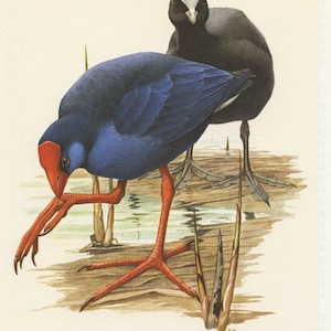 May include: A detailed illustration of two birds. One bird has striking blue feathers and a red beak and head, the other is dark grey. The blue bird is preening its orange legs and feet near water and reeds.